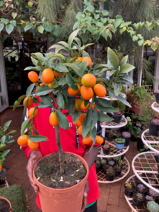 Kumquat