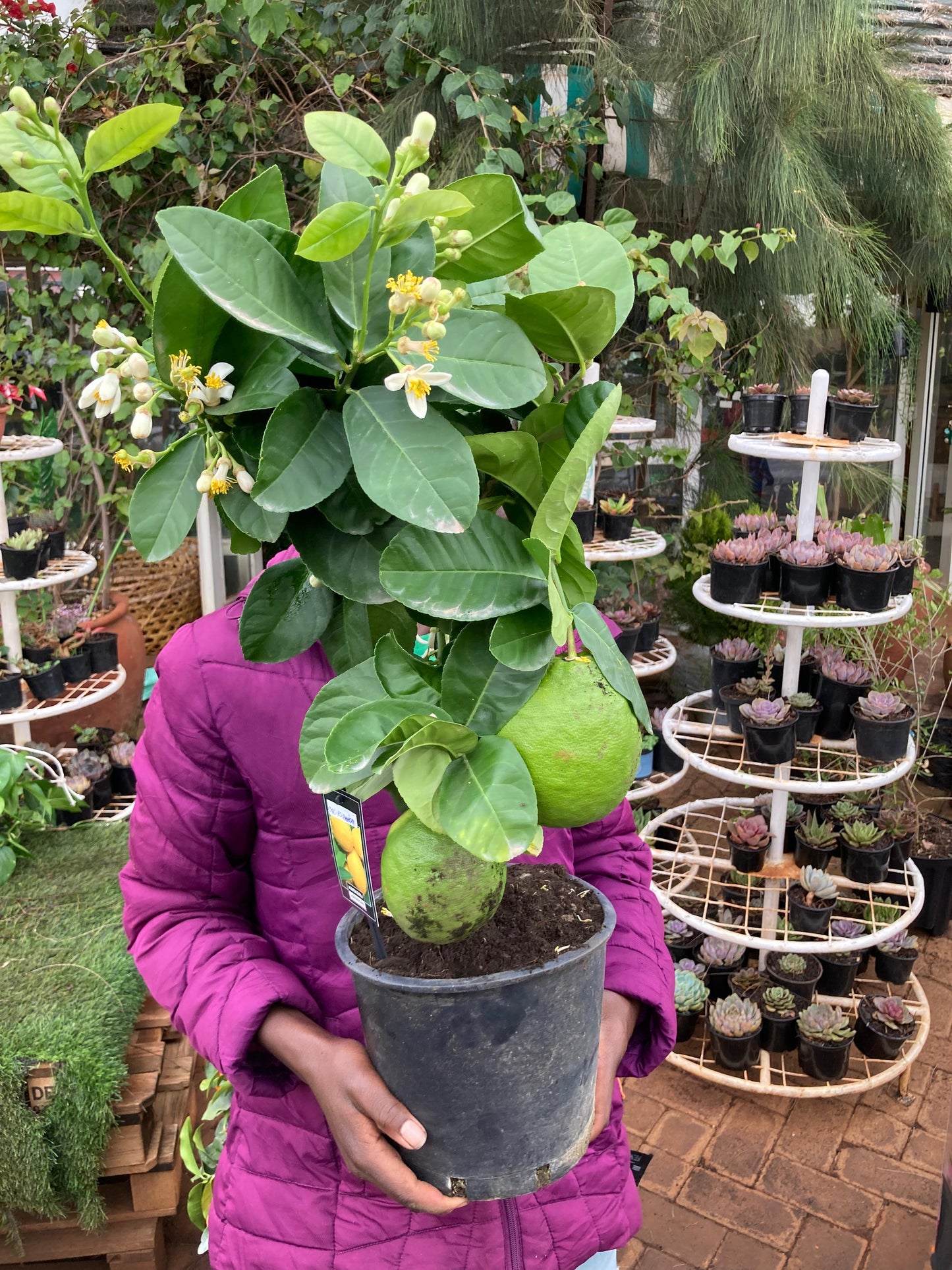 Californica Lime