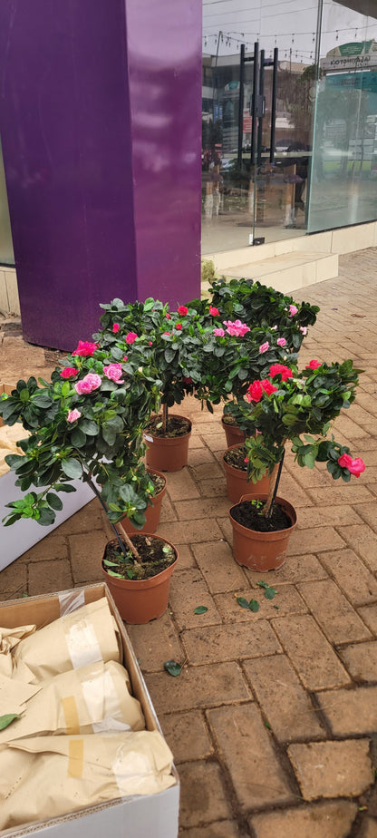 Tree Azaelea Rhododendron