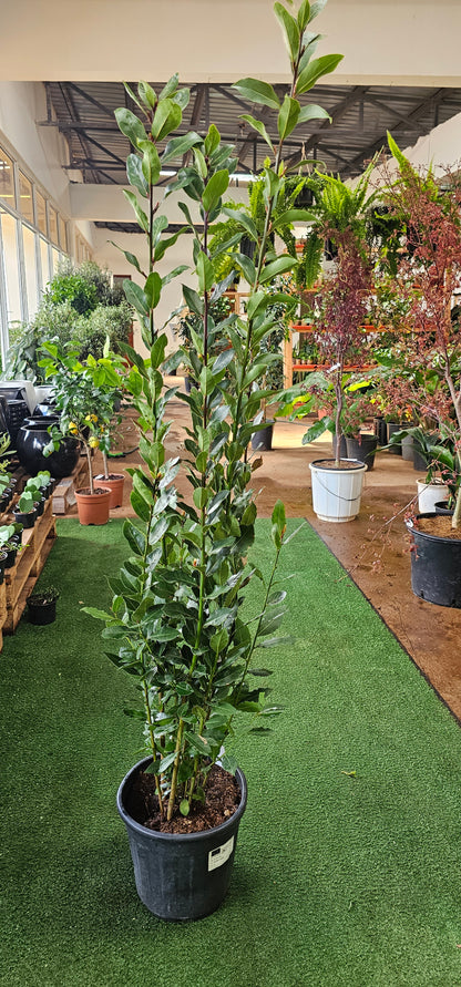 Laurus Nobilis (Bay Leaf Tree)