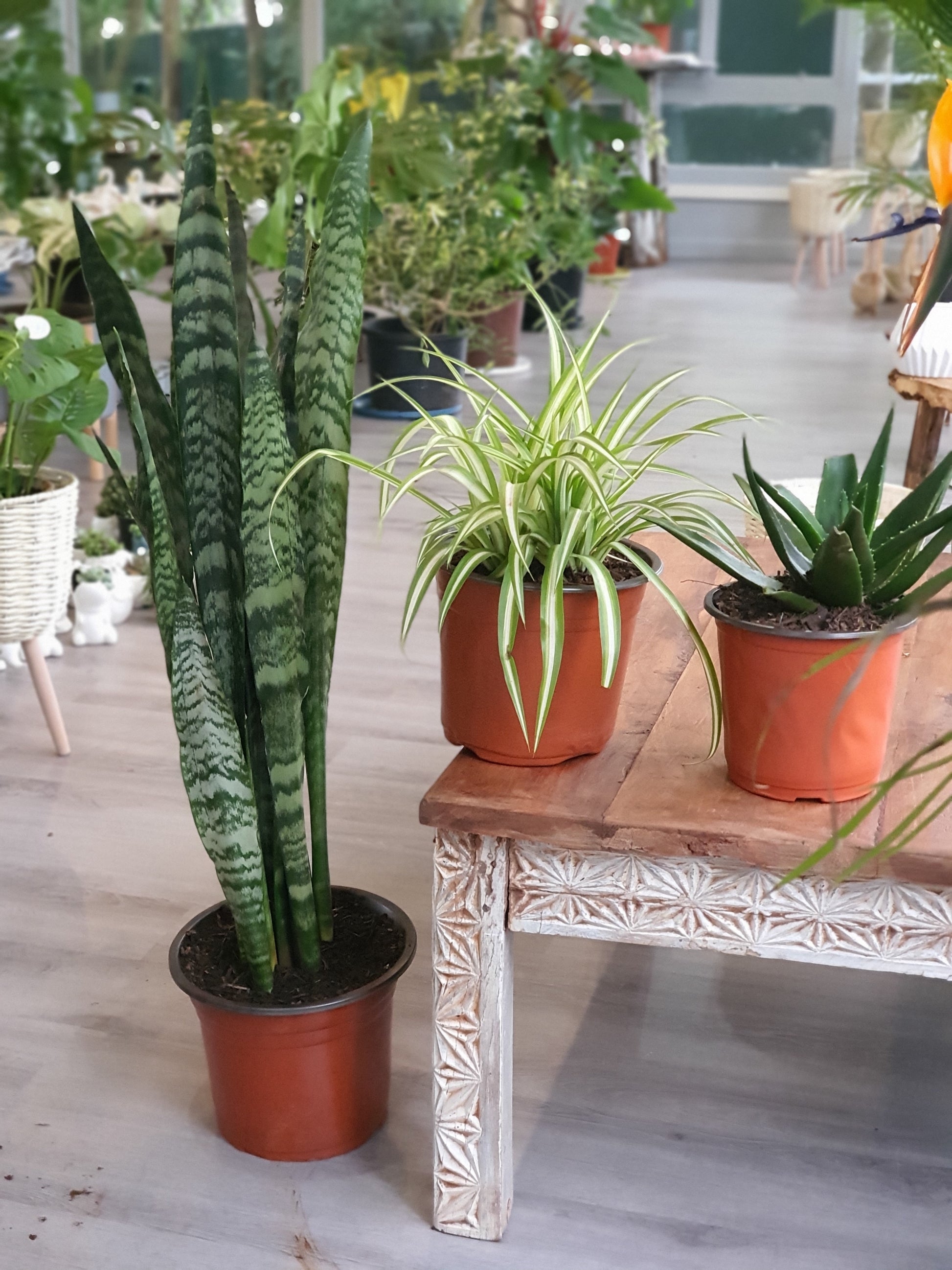 indoor plants in kenya Air Purifying Package | Order Now Online