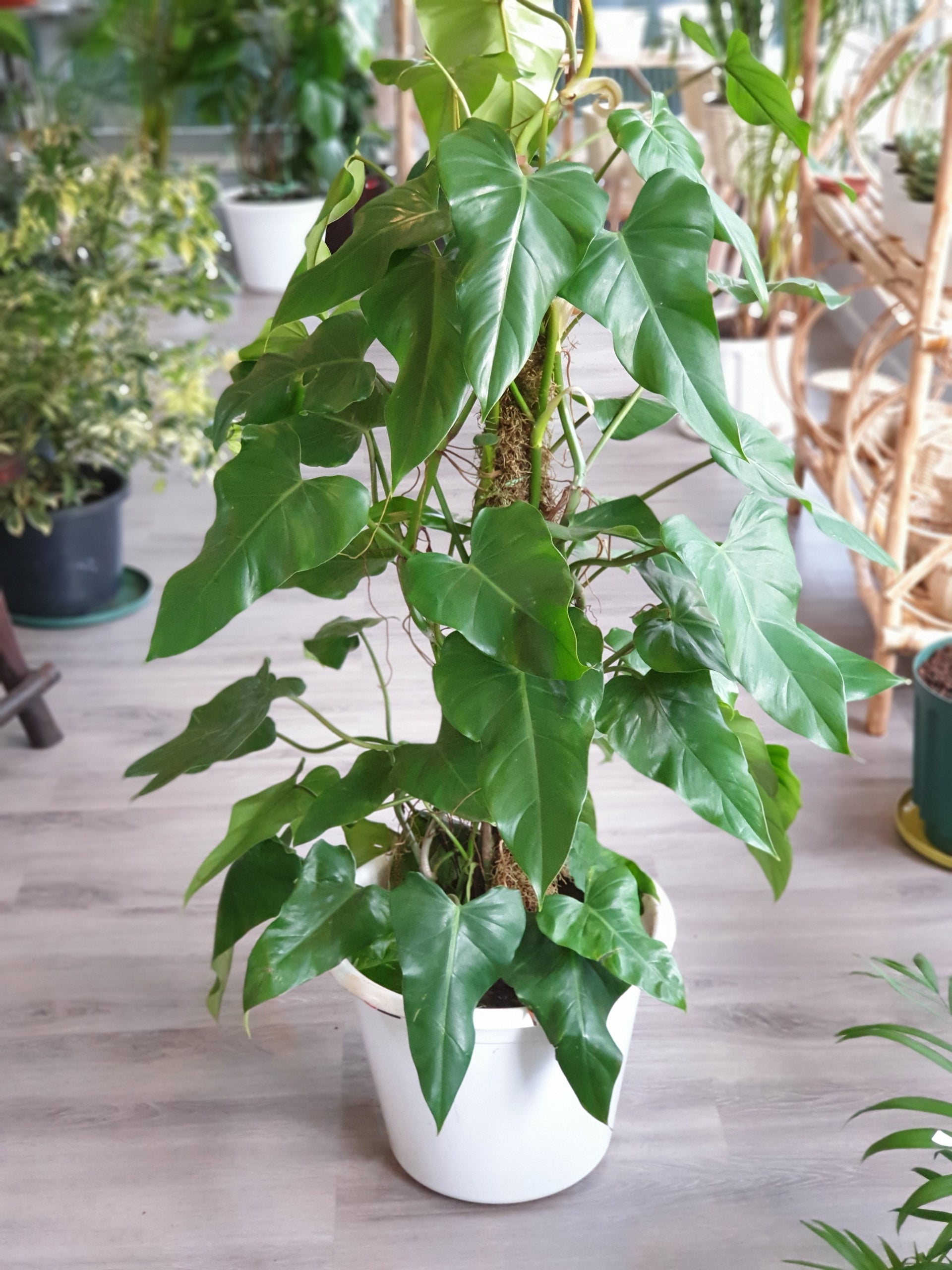 philodendron camouflage vs golden dragon Philodendron 