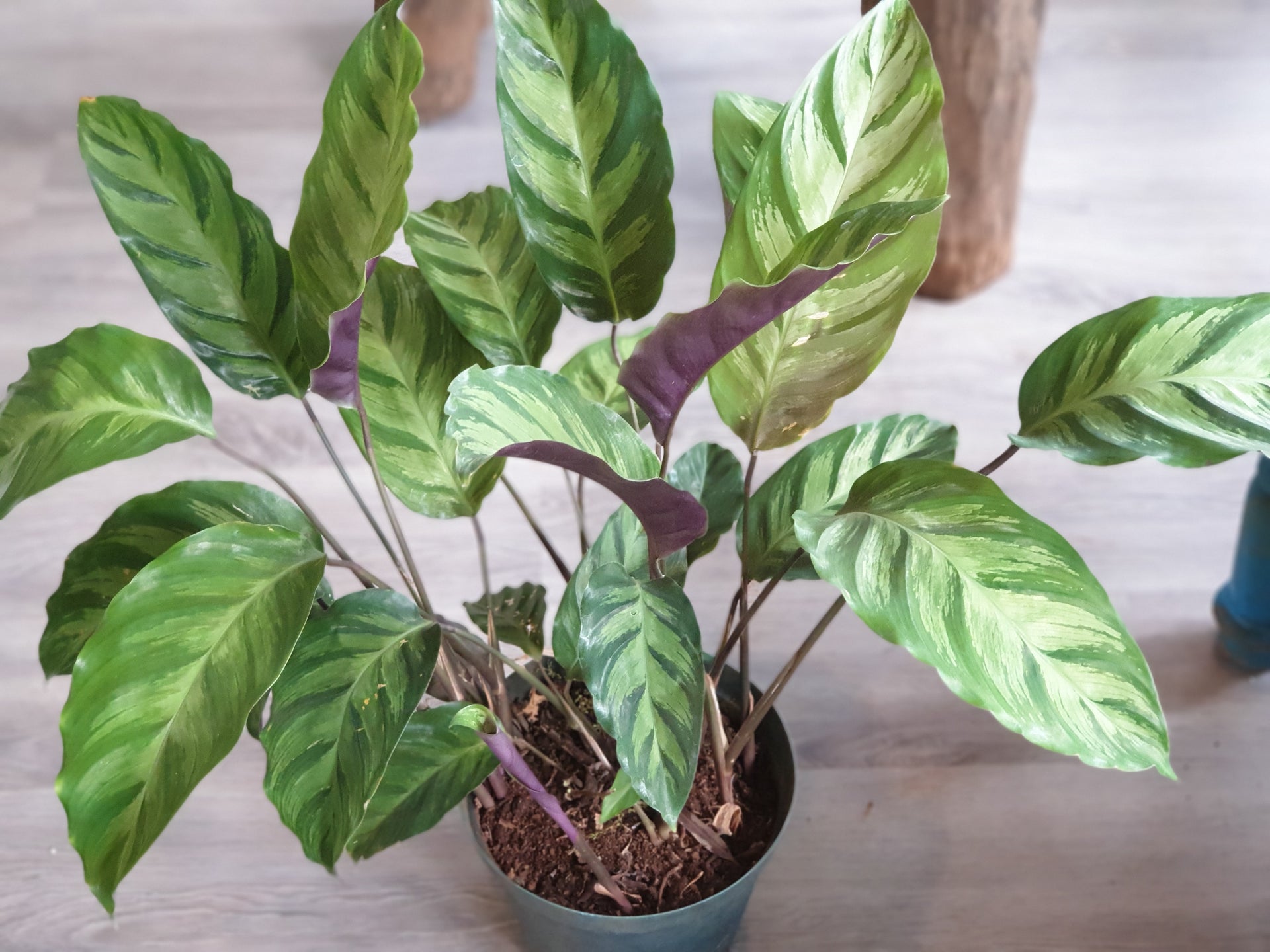 calathea thai beauty Calathea Louisae (Thai Beauty) | Order Online Now