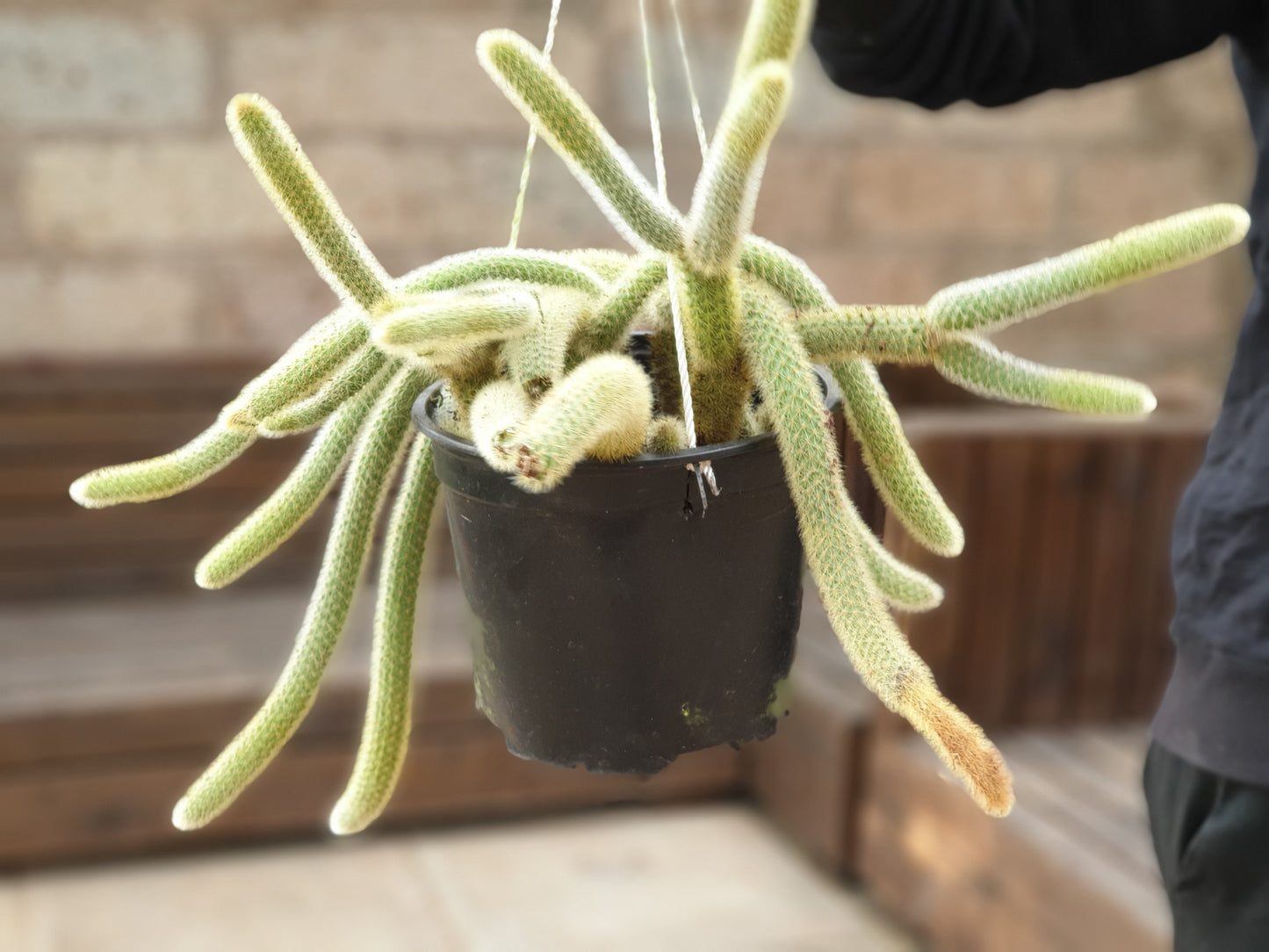 Cleistocactus winteri (Golden Rat Tail)