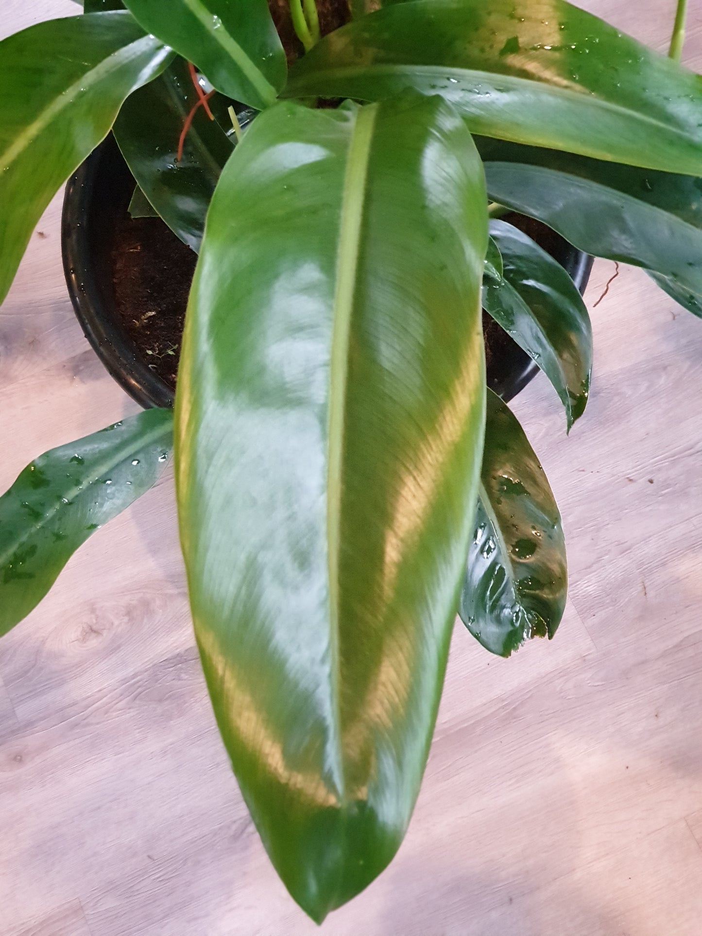 Philodendron Acutifolium