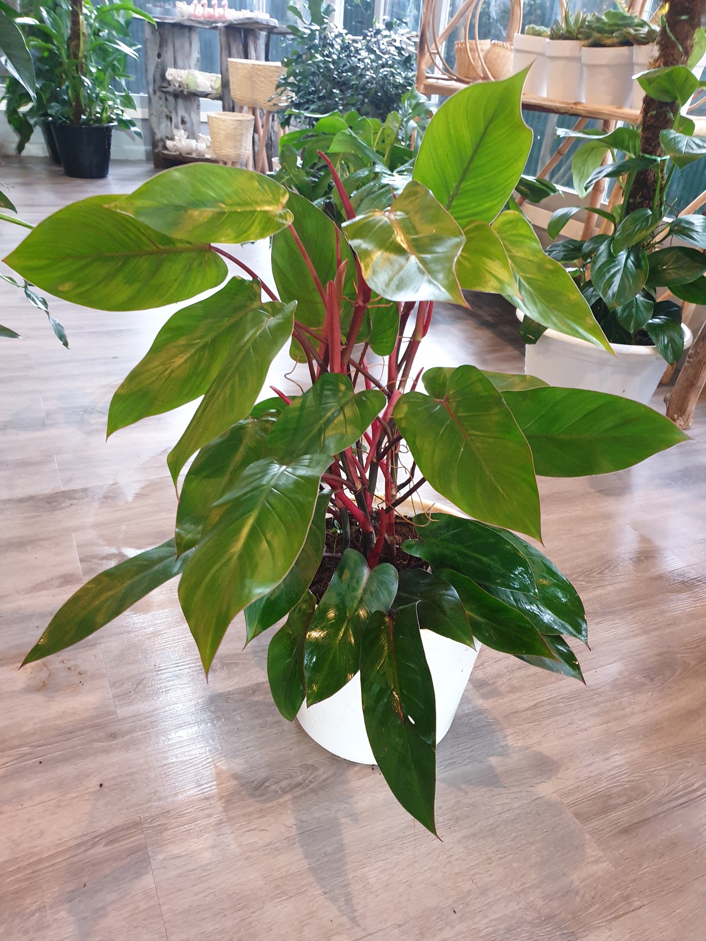 Philodendron Red Emerald