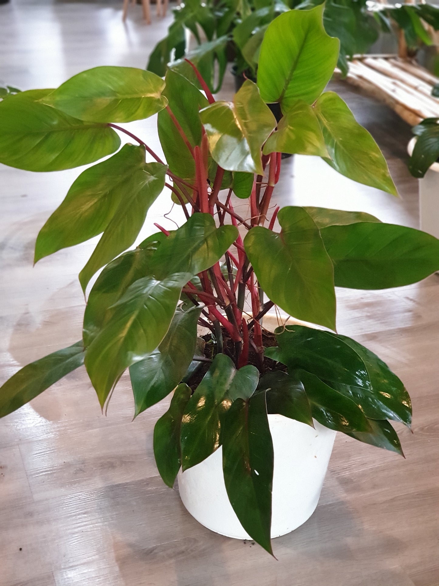 Philodendron Red Emerald