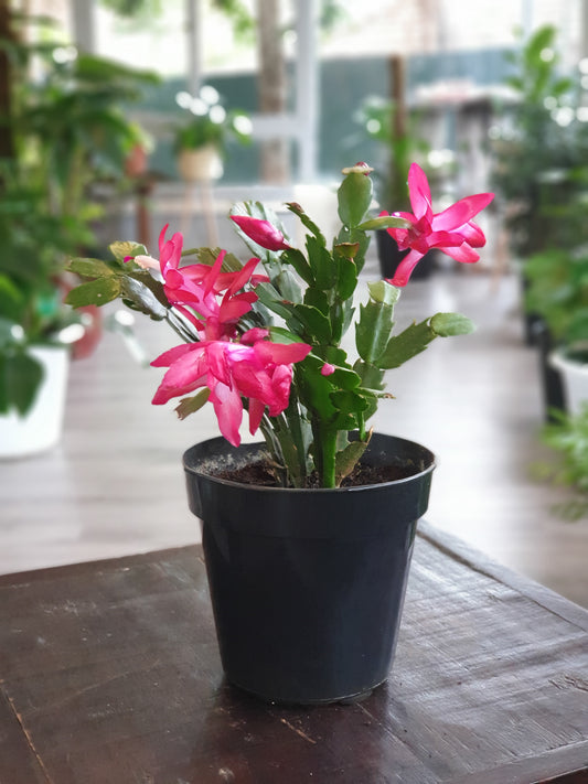 Schlumbergera Bridgessii (Christmas Cactus)