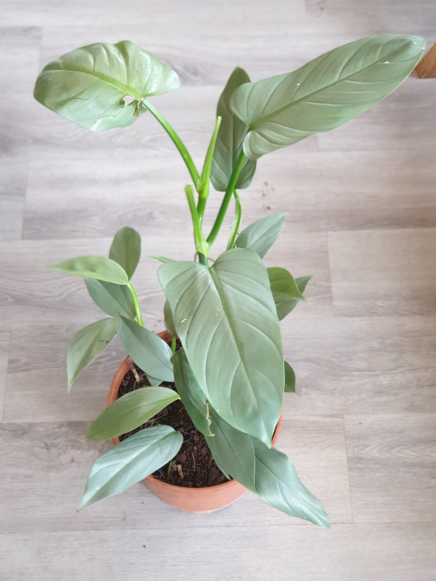 Philodendron Silver Sword