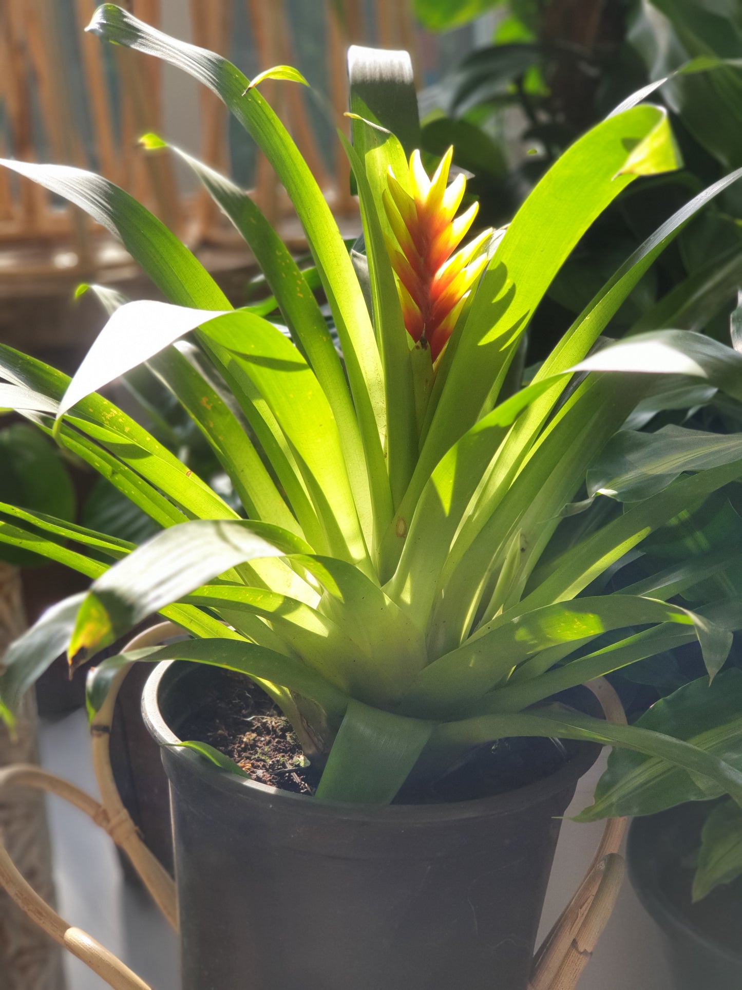 Bromeliad