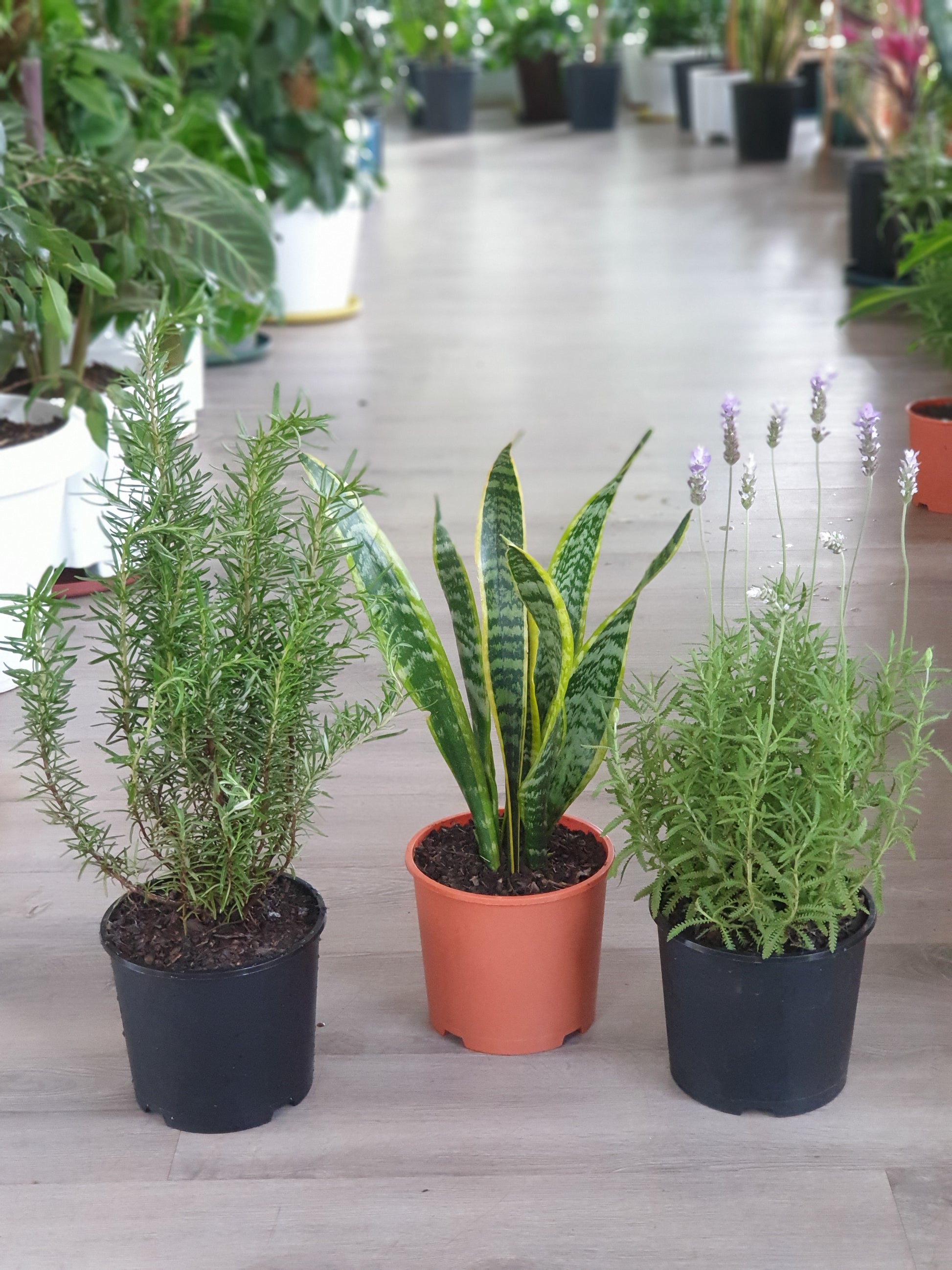 snake plant mosquito Mosquito Repellent Plant Package | Order Now Online