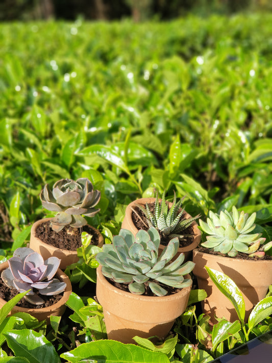 Terracotta Succulents