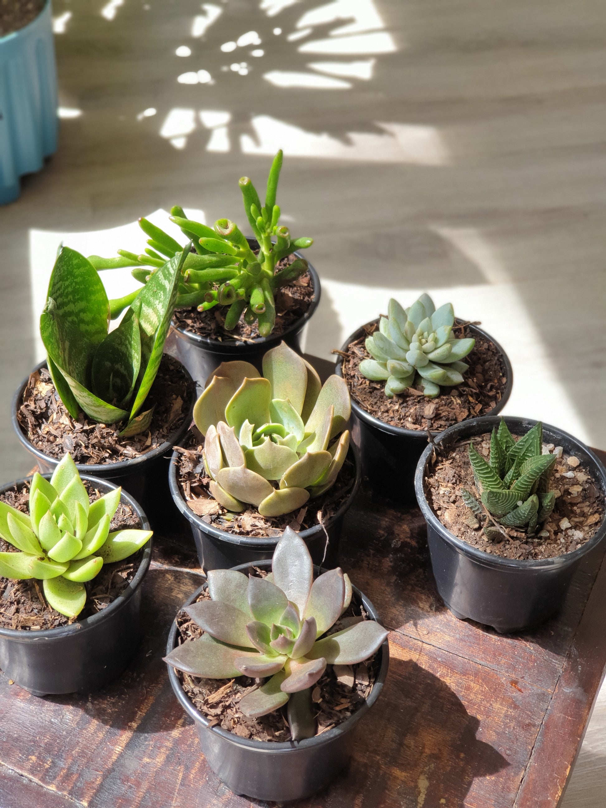 succulents for sale online 6 pack single succulents | Order Now Online