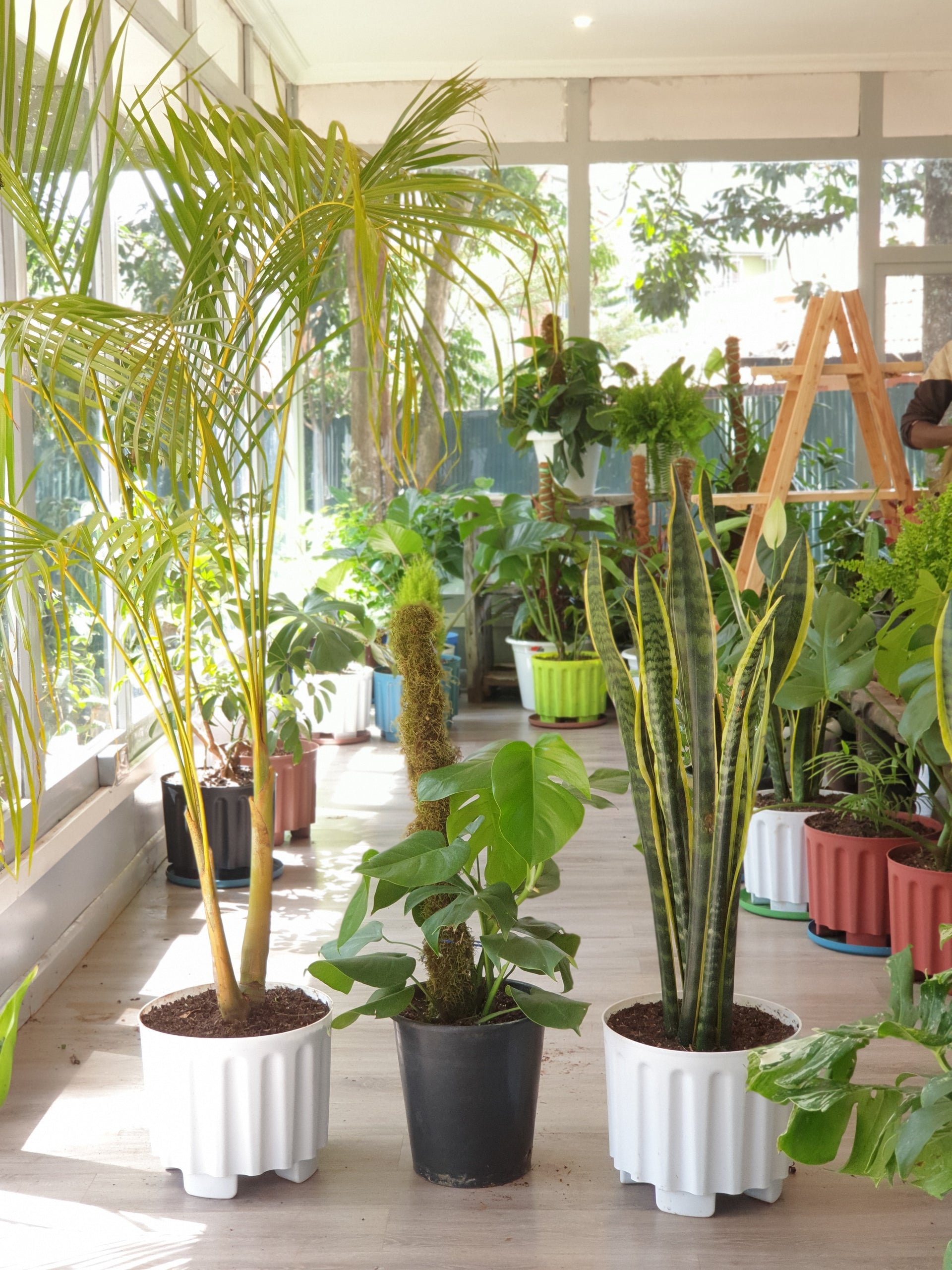 indoor plants in kenya Best Seller House Plant package | Order Now Online