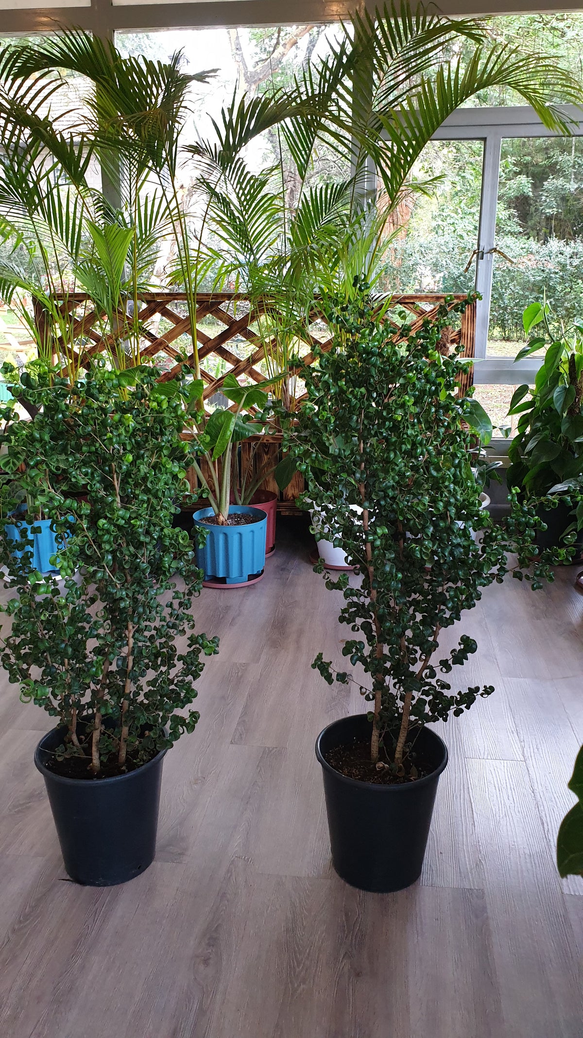 Curly Ficus Ficus Benjamina Pandora (Curly Weeping fig) – Planty Kenya