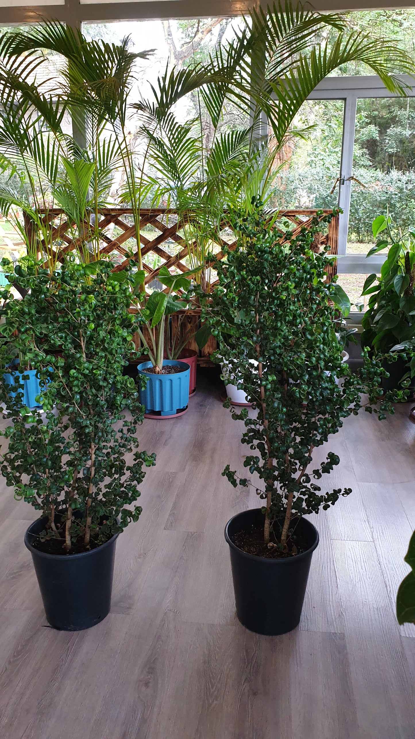 Ficus Benjamina Pandora (Curly Weeping fig)