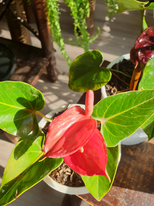 Miniature Anthurium