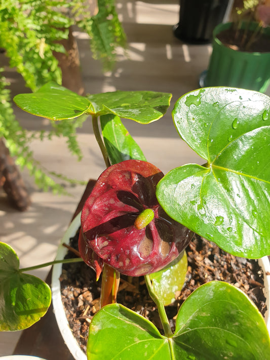 Black Queen Anthurium