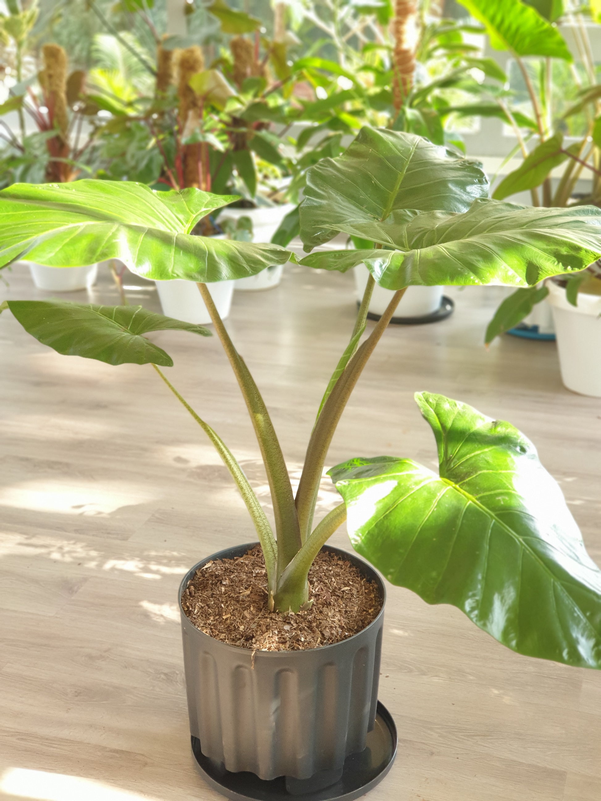 buy elephant ear plant nz Alocasia (Elephant Ear)- Large | Order Now Online