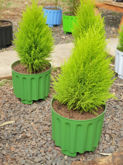 Lemon Cypress