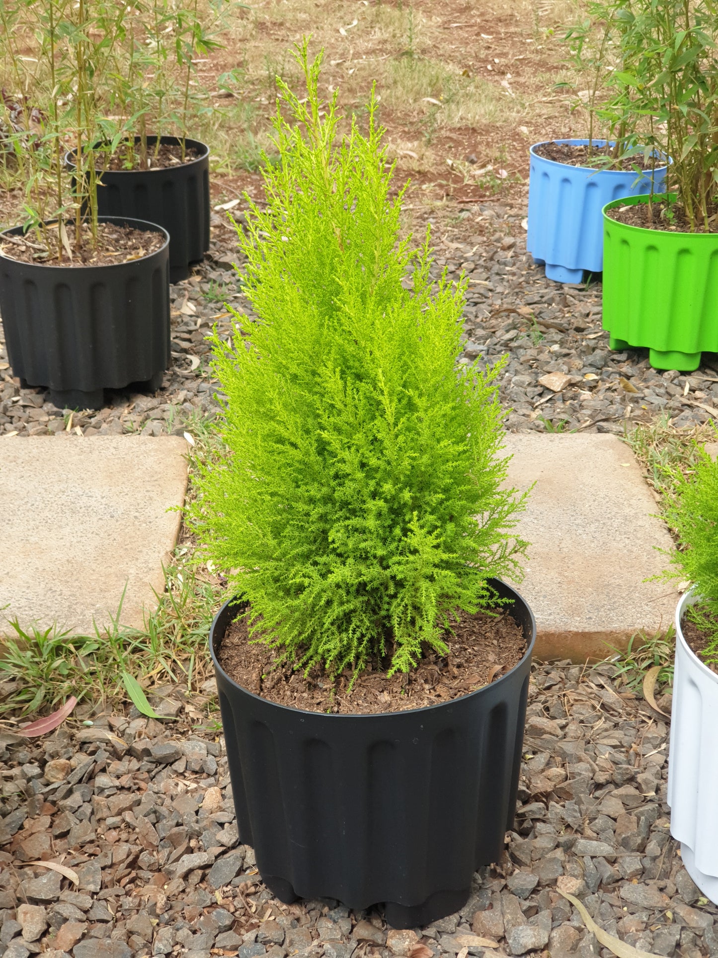 Lemon Cypress