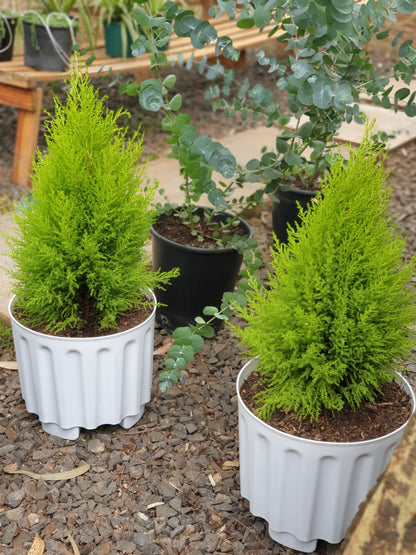 Lemon Cypress