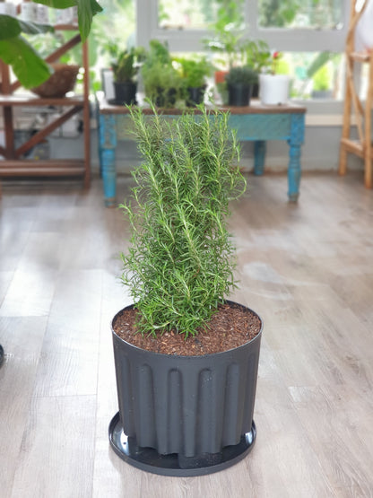 Rosemary