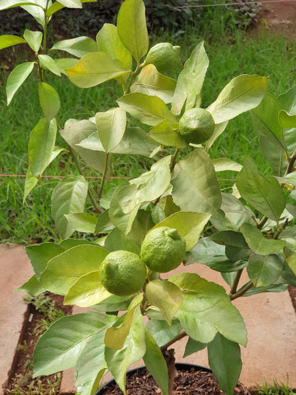 Potted Lemon Tree