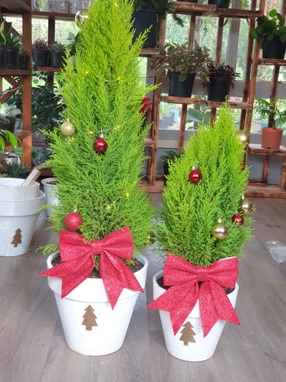 Christmas Lemon Cypress- Bow