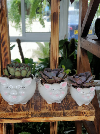 Piggie Planter