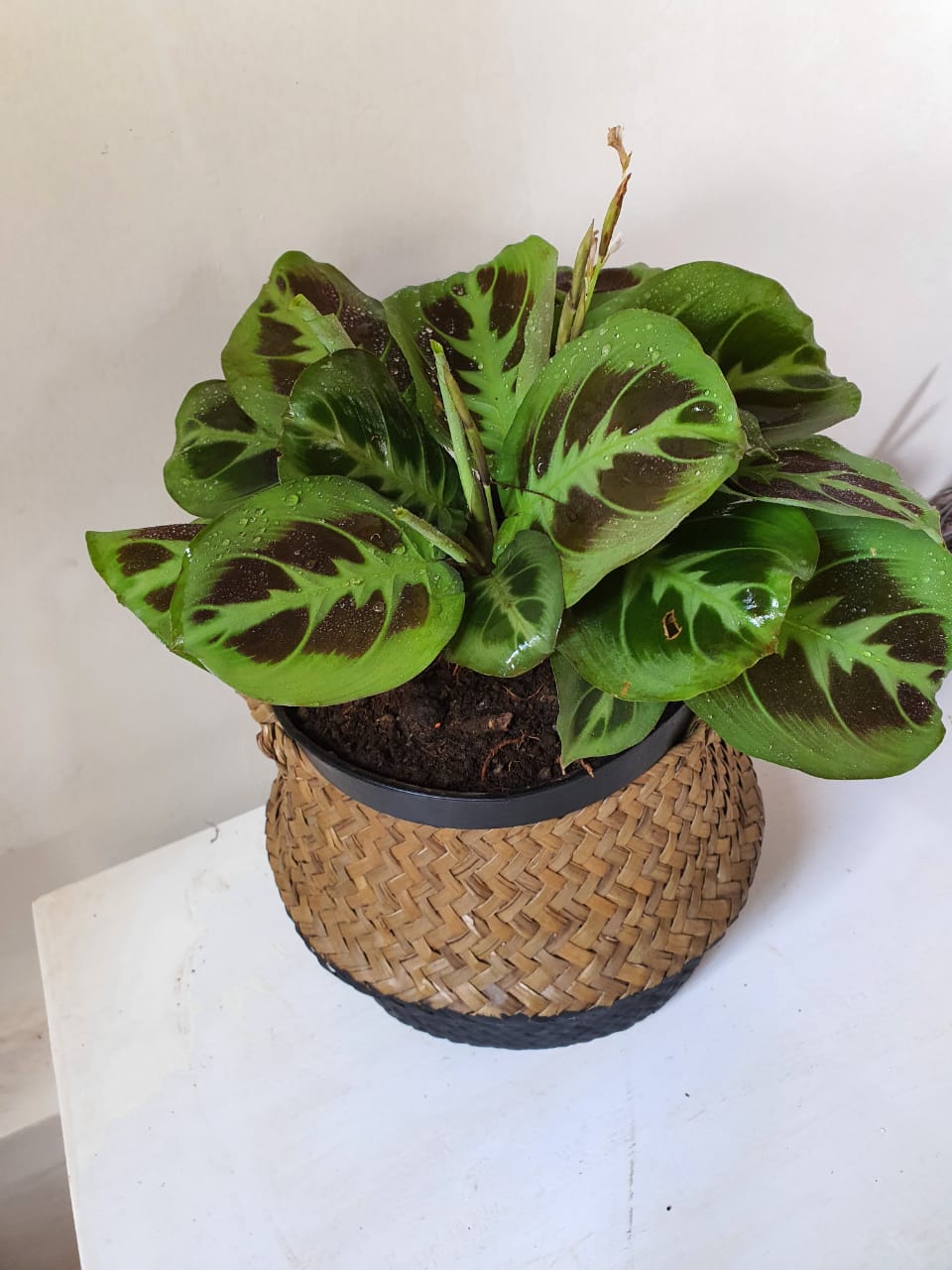 Maranta Leuconeura ("Prayer Plant")