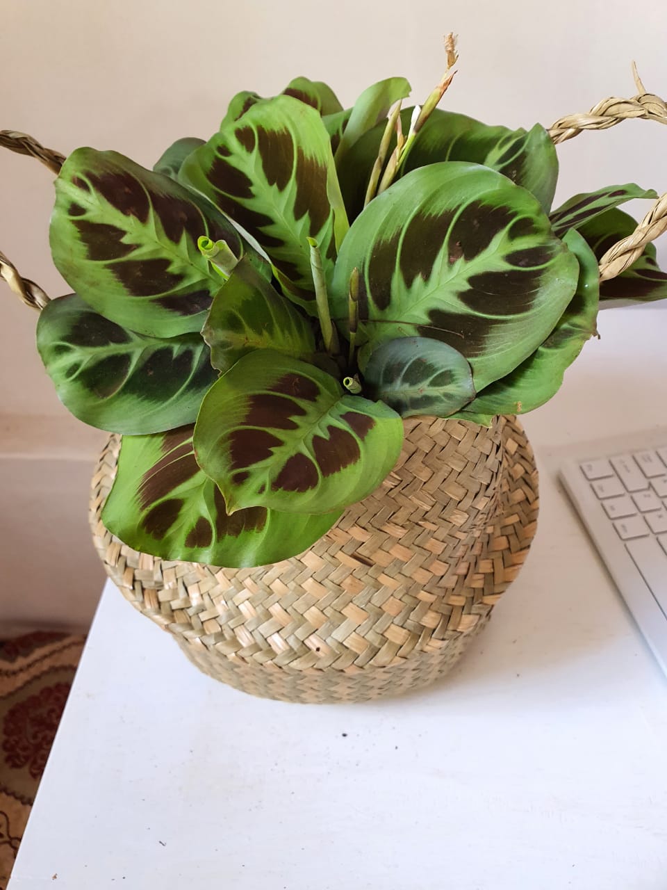 Maranta Leuconeura ("Prayer Plant")