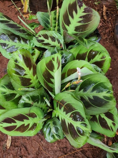 Maranta Leuconeura ("Prayer Plant")