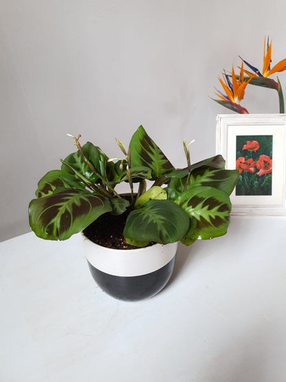 Maranta Leuconeura ("Prayer Plant")