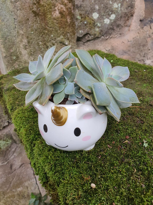 Unicorn Gold Horn Planter