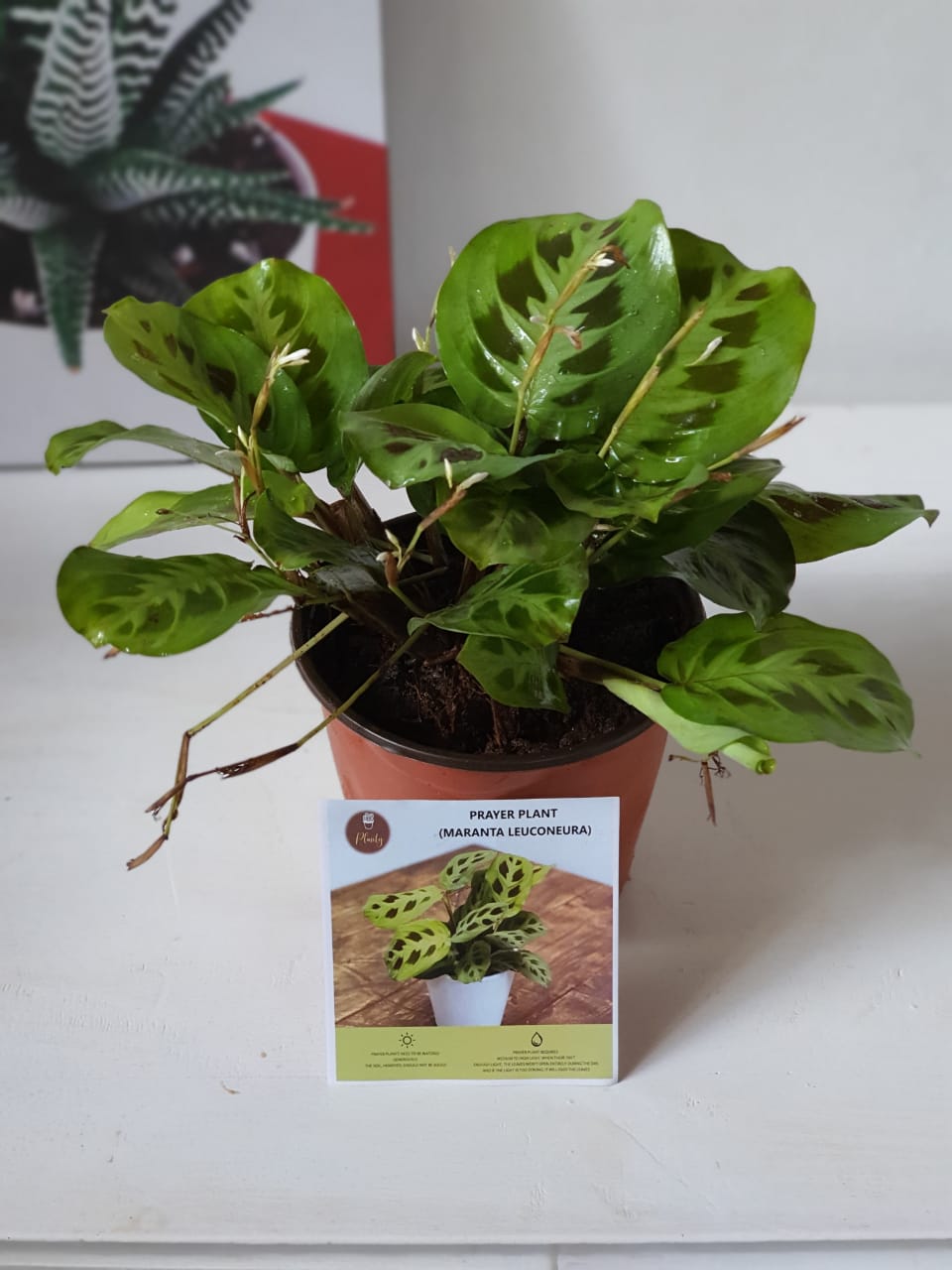 Maranta Leuconeura ("Prayer Plant")