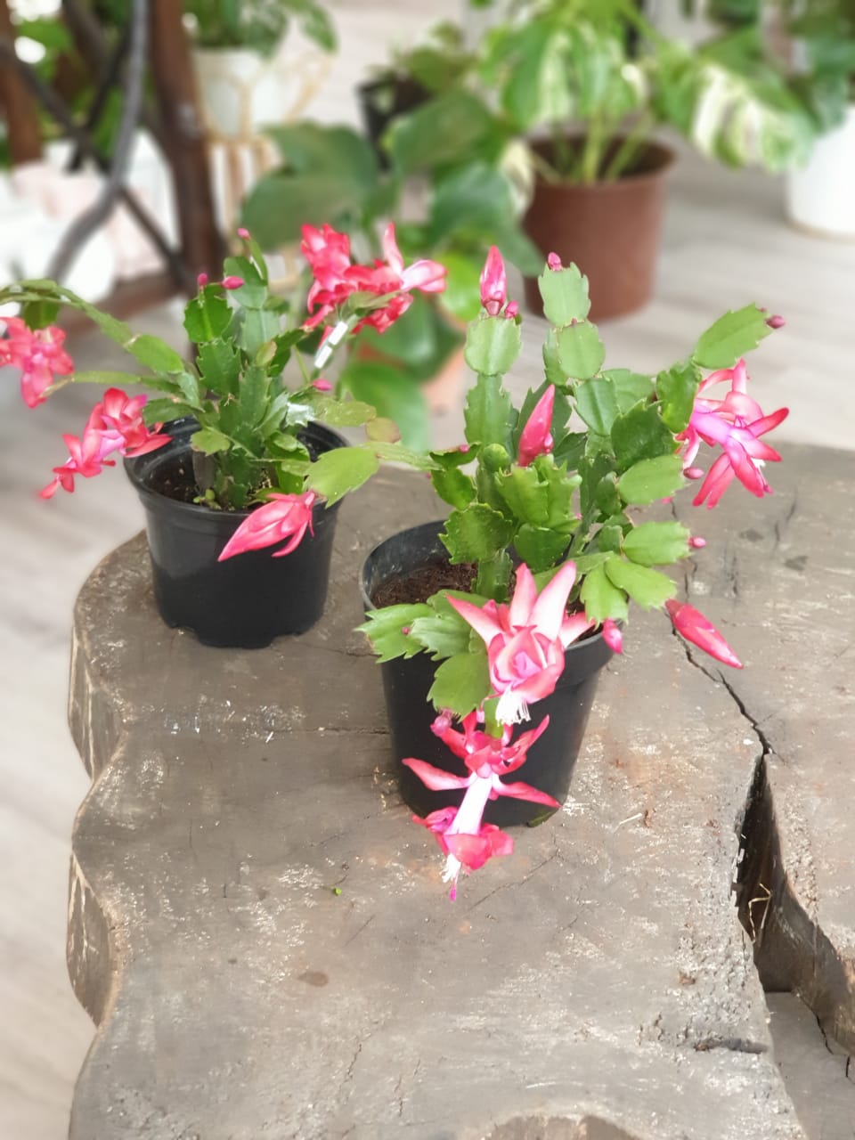 Schlumbergera Bridgessii (Christmas Cactus)