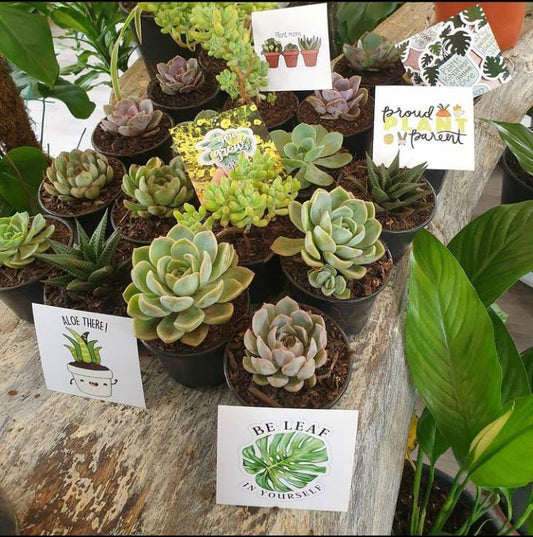 Succulent Gift 20 Pack