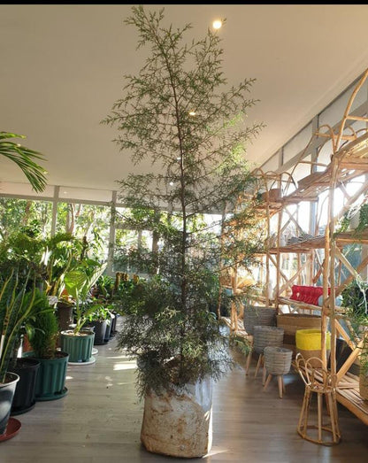 Cypress Christmas tree