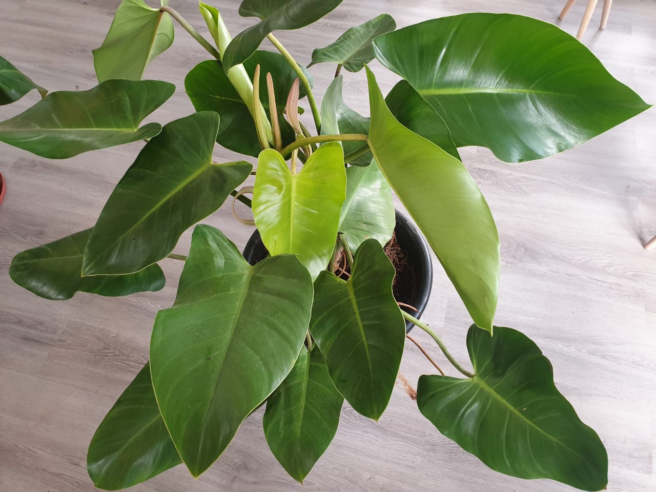 Philodendron Rugosum