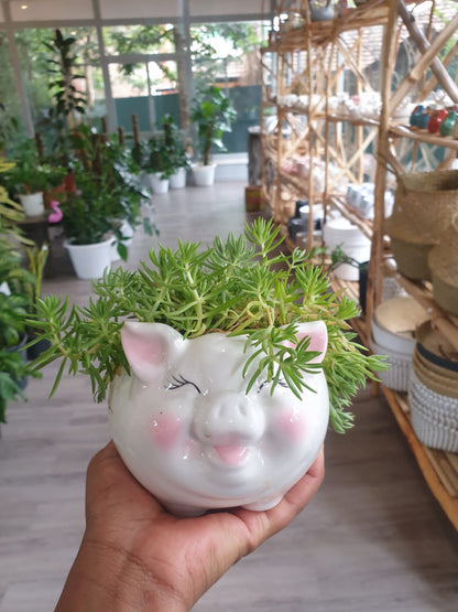 Piggie Planter