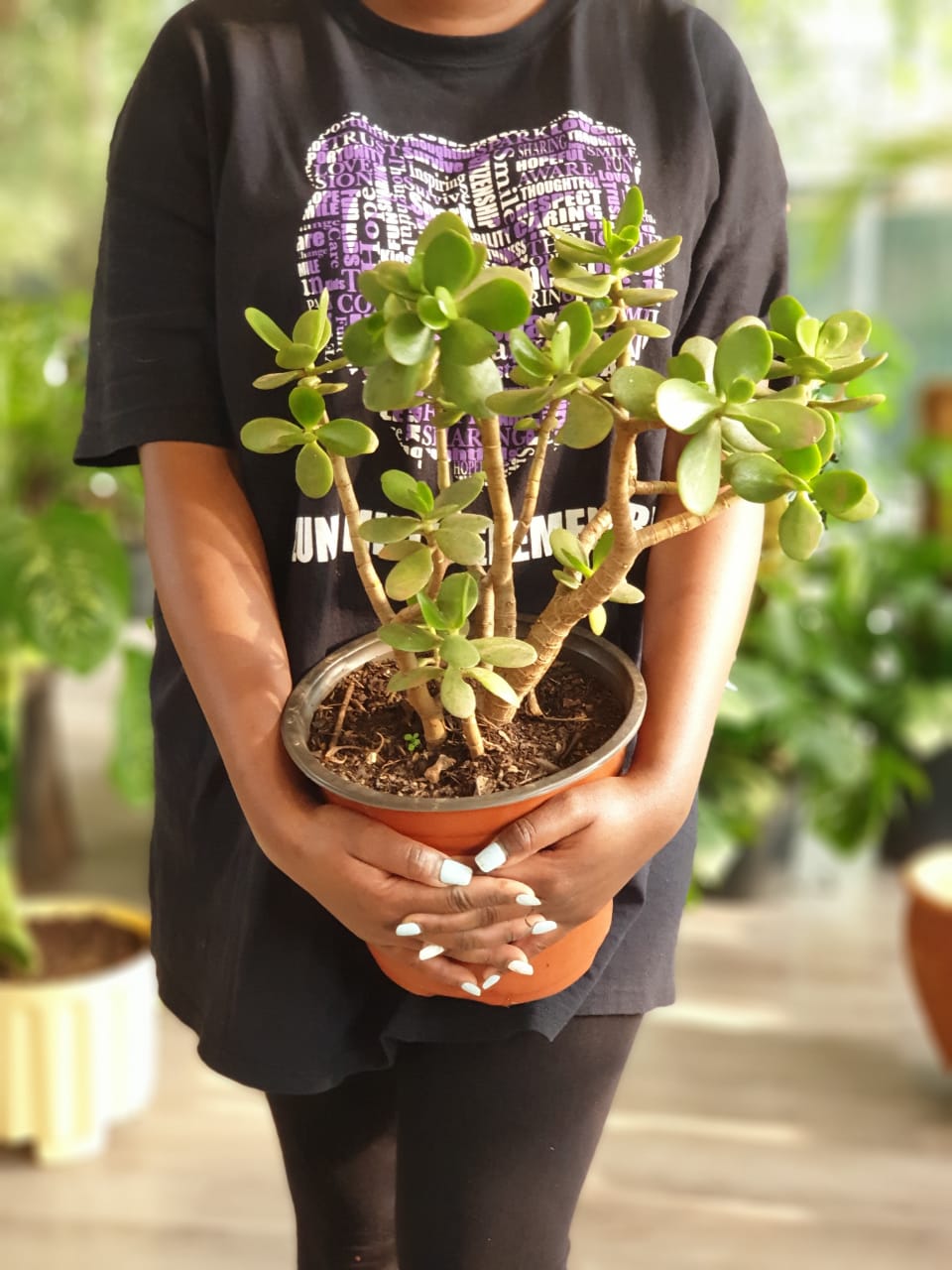 jade plant magyarul Crassula ovata (Jade Plant) Small | Order Online Now