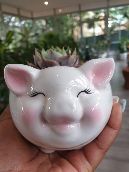 Piggie Planter