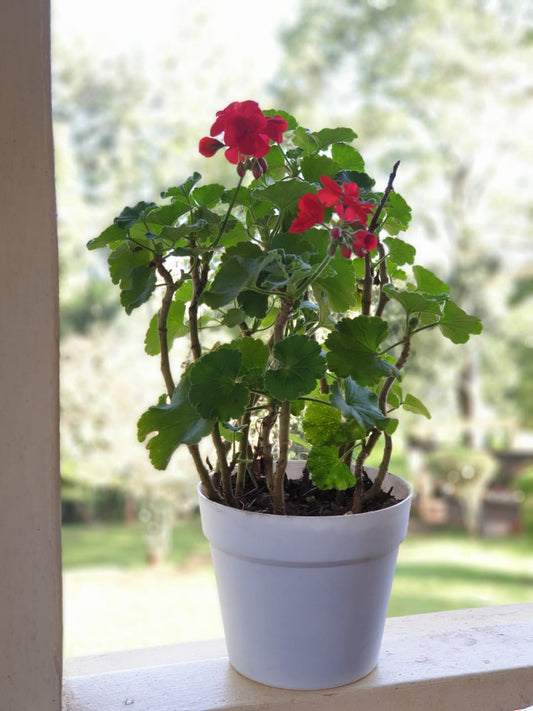 Geranium