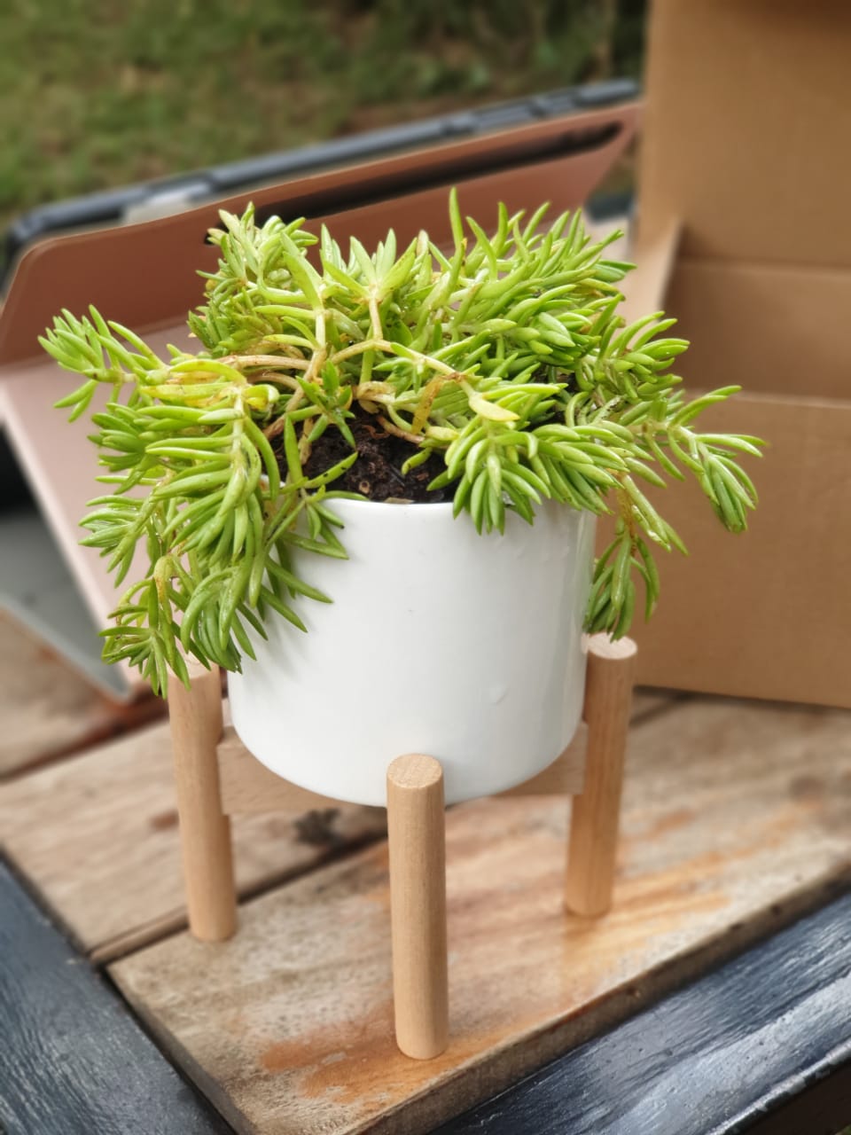 Ceramic stand Planter