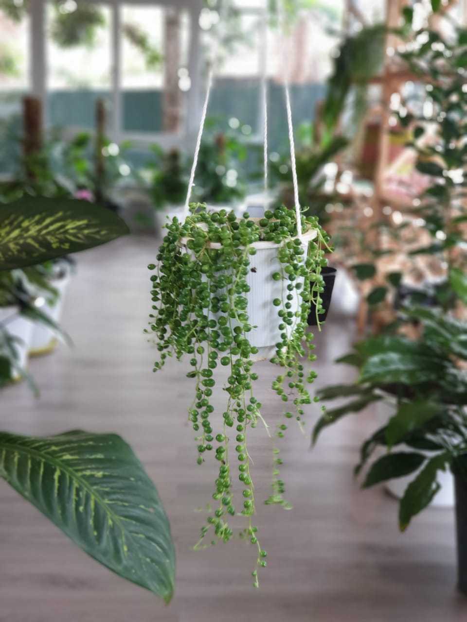 Senecio Rowleyanus ("String of Pearls")