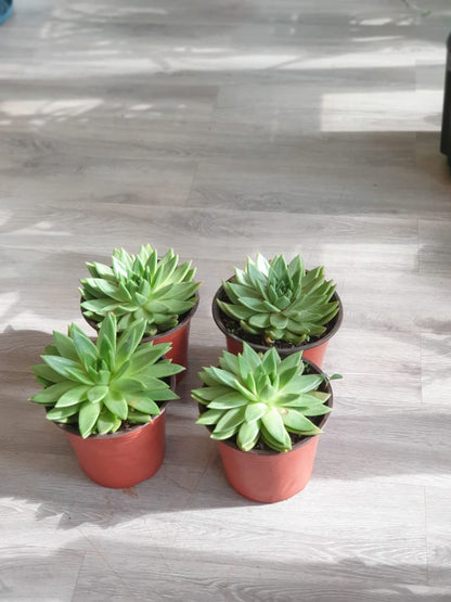 Succulents Large