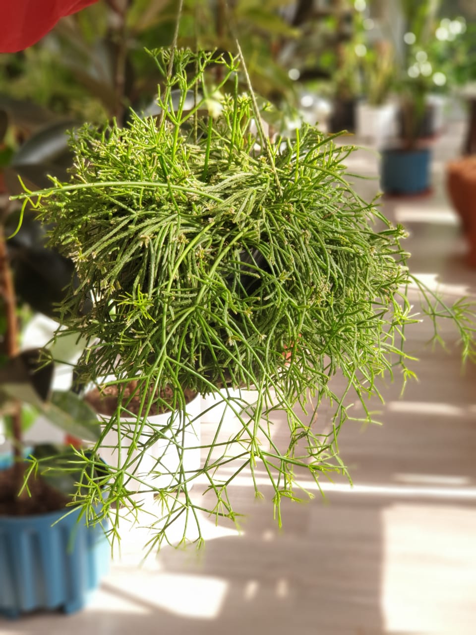 Rhipsalis