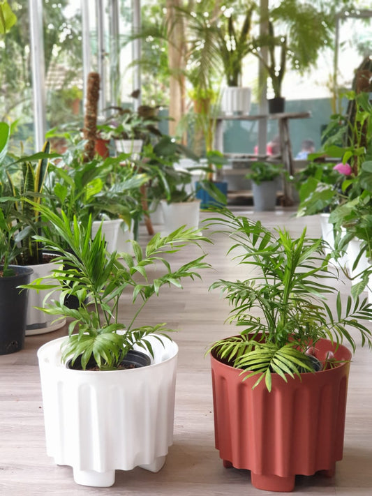 Parlour Palm (Chamaedorea elegans)