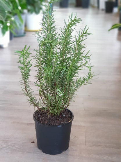Rosemary